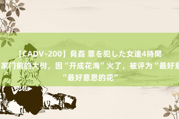 【CADV-200】脅姦 罪を犯した女達4時間 云南一户家门前的大树，因“开成花海”火了，被评为“最好意思的花”